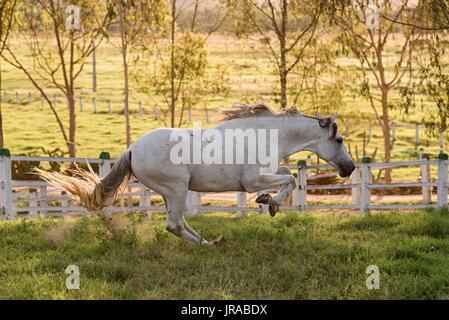 Grigio Mangalarga Marchador stallone in Brasile Foto Stock