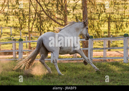 Grigio Mangalarga Marchador stallone in Brasile Foto Stock