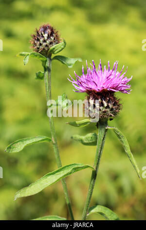 Fiordaliso comune a.k.a. Fiordaliso nero Centaurea nigra Foto Stock