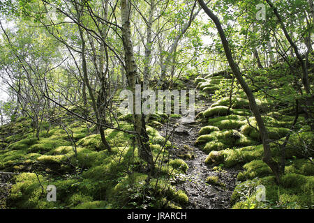 Bosco con Moss cuscino su cumuli di calce accanto Minera cava, Galles Foto Stock