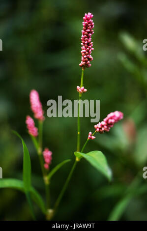 Le piante del Tyne Valley - Redshank / Persicaria maculosa Foto Stock