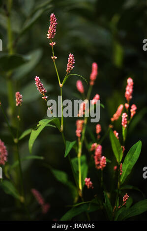 Le piante del Tyne Valley - Redshank / Persicaria maculosa Foto Stock