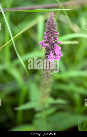 Le piante del Tyne Valley - Hedge Woundwort, / Stachys sylvatica Foto Stock