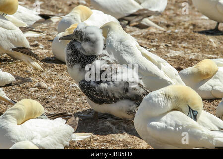 Northern Gannet colonia nell isola di Bonaventura (Quebec) - Colonia de Alcatraces atlánticos en la isla Bonaventura (Québec) Foto Stock