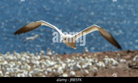 Northern Gannet colonia nell isola di Bonaventura (Quebec) - Colonia de Alcatraces atlánticos en la isla Bonaventura (Québec) Foto Stock