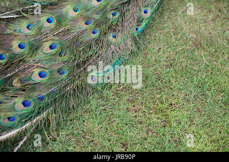 Parte di una coda di pavone- close up Foto Stock