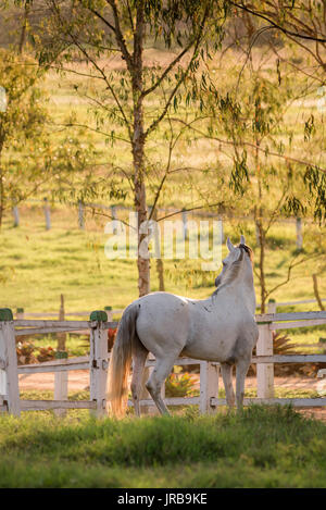 Grigio Mangalarga Marchador stallone in Brasile Foto Stock