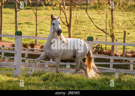 Grigio Mangalarga Marchador stallone in Brasile Foto Stock