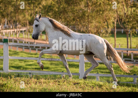 Grigio Mangalarga Marchador stallone in Brasile Foto Stock