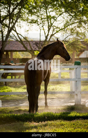 Stallone Mangalarga Marchador in Brasile Foto Stock