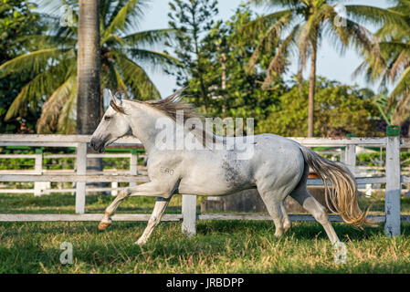 Grigio Mangalarga marchador stallone in Brasile Foto Stock