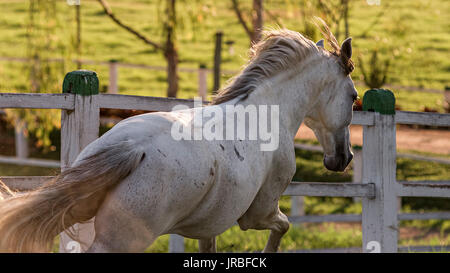 Grigio Mangalarga marchador stallone in Brasile Foto Stock