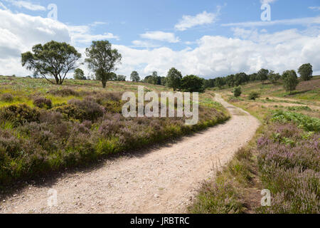 Il sentiero su Cannock Chase, Cannock, Staffordshire, England, Regno Unito, Europa Foto Stock