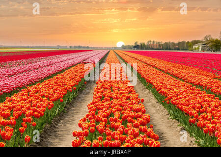 Paesaggio di tulipani Olandesi con luce solare nei Paesi Bassi. Foto Stock