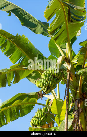 Banane verdi che cresce su un albero di banana Foto Stock