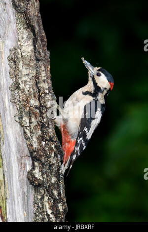 Picchio rosso maggiore, maschio (Dendrocopos major) su un tronco di albero, Dorset, Regno Unito Foto Stock