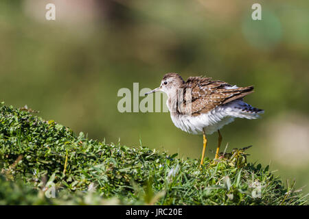 Wood sandpiper (Tringa glareola) su erba verde Foto Stock