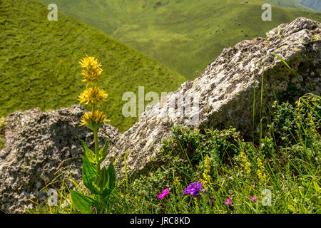 Fiore di genziana , parco naturale regionale dei vulcani d'Auvergne, il massiccio del Sancy, Puy de dome, Auvergne, Francia Foto Stock