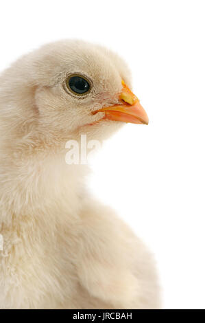 Bella pollo isolato su bianco Foto Stock