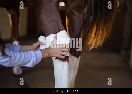 Mani tagliate della femmina del bendaggio vet horse gamba a stabile Foto Stock