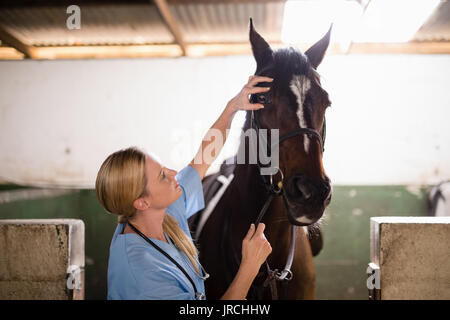 Femmina controllo vet horse permanente, mentre in stabile Foto Stock