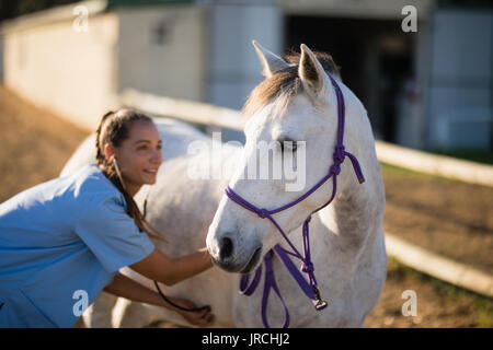 Donna sorridente vet controllo cavallo mentre si sta in piedi sul campo Foto Stock