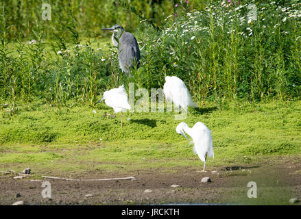 Tre le Garzette e un airone cenerino Foto Stock