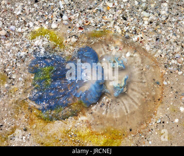 Dead medusa (Rhizostoma) sulla spiaggia di sabbia a sun giorno di estate Foto Stock