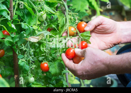 Solanum lycopersicum. Giardiniere picking pomodori cresciuti in casa dalla pianta in una serra. Regno Unito Foto Stock