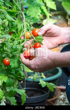 Solanum lycopersicum. Giardiniere picking pomodori cresciuti in casa dalla pianta in una serra. Regno Unito Foto Stock