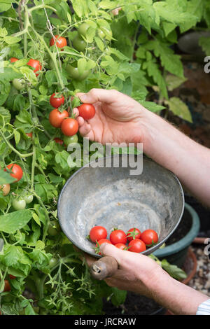 Solanum lycopersicum. Giardiniere picking pomodori cresciuti in casa dalla pianta in una serra. Regno Unito Foto Stock