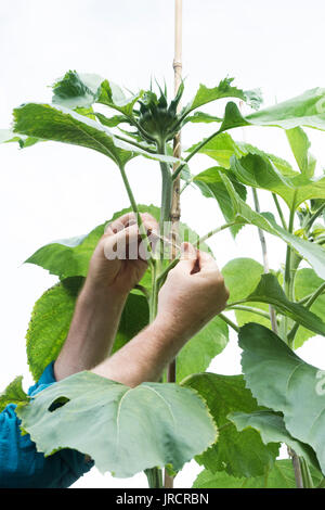 Helianthus annuus. Giardiniere occupare un alto girasole crescente per una canna di bambù per il supporto in un giardino inglese. Regno Unito Foto Stock