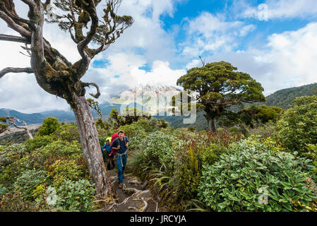Escursionista sul sentiero escursionistico attraverso la foresta, sul retro Mount Taranaki, Pouakai circuito, Egmont National Park, Taranaki, Isola del nord Foto Stock