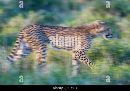 Ghepardo (Acinonyx jubatus), subadult femmina, a piedi durante la stagione delle piogge in un ambiente verde, effetto sfuocato mediante panning Foto Stock