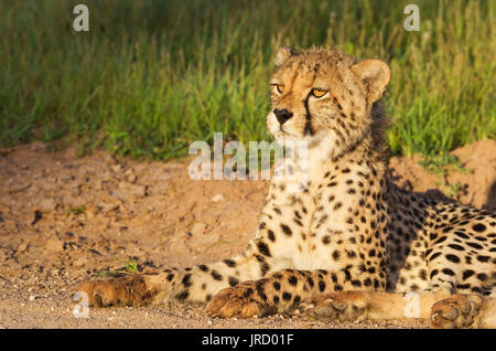 Ghepardo (Acinonyx jubatus), i giovani di sesso maschile, in appoggio nelle prime ore del mattino, Deserto Kalahari, Kgalagadi Parco transfrontaliero Foto Stock