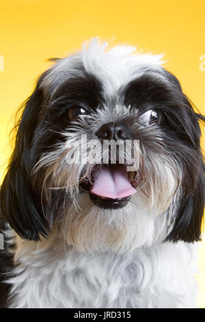 Ritratto di un shih tzu, egli è in bianco e nero e ha i capelli lunghi. Cucciolo è guardando al lato e sembra che egli è sempre sorridente. Foto Stock