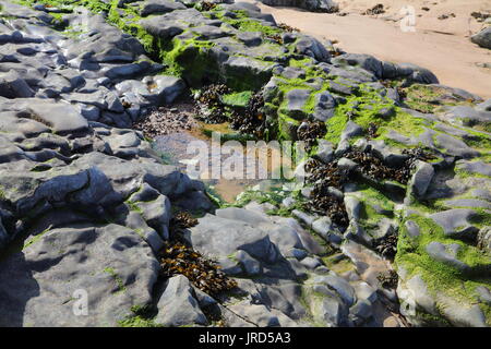 Una piccola piscina di roccia a sinistra dopo la marea è uscito su un tipico seashore. Foto Stock