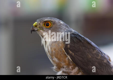 Closeup Besra o piccoli sparvieri (Accipiter virgatus) Foto Stock