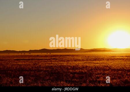 È possibile vedere la montagna zebra (quasi estinto) pascolare durante il tramonto. Foto Stock