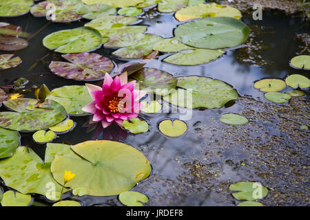 Lilies in un stagno Foto Stock