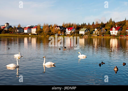 Le anatre e le oche nuoto nel lago Tjornin in Reykjavik. L'Islanda. Foto Stock