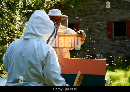 Il colore dorato del miele è il premio che bee keepers sta cercando. Jim e Patti il maggiordomo di Vernon, Alabama ottenere pronto per estrarre il miele dal Foto Stock