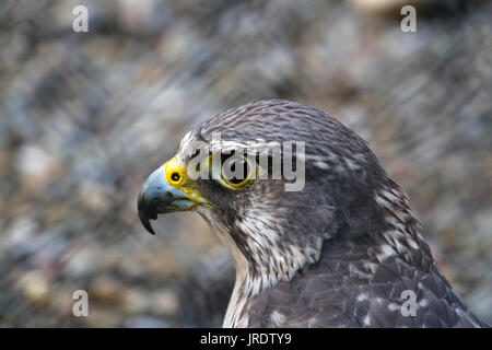 Una chiusura di un Gyrfalcon Foto Stock