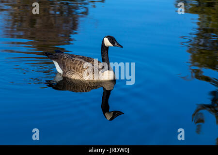 Canada Goose, Branta canadensis, stagno d'acqua dolce, Marin formaggio francese Company, Hicks Valley Ranch, Novato, Marin County, California Foto Stock