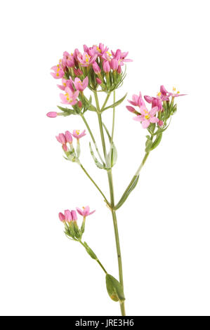 Comune o unione centuary, Centaurium erythraea, wid flower isolata contro bianco Foto Stock