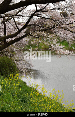 Paesaggio della Primavera Giapponese con fiori di ciliegia e fiori di colza gialli Foto Stock