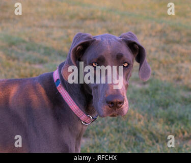 Testa, spalle collo di giovane femmina grigio grande dane, occhi gialli, orecchie floppy, indossando un collare rosso bianco plaid sembra serio, interrogante, triste Foto Stock