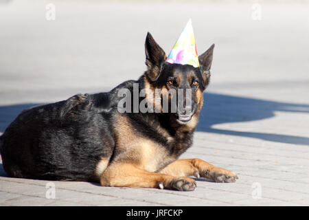 Divertente festa cane con party hat festeggiare il compleanno Foto Stock