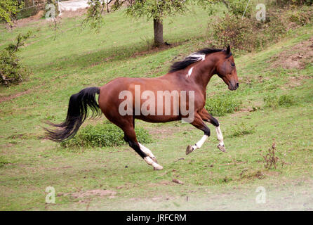 Pied cavallo pinto galopp colorato gratuito di potenti in prato. Vista laterale. Estate con colori brillanti Foto Stock