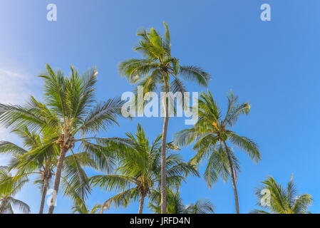 Spettacolare e suggestiva coconut Palm tree dal Itacare Bahia Brasile nord-est Foto Stock